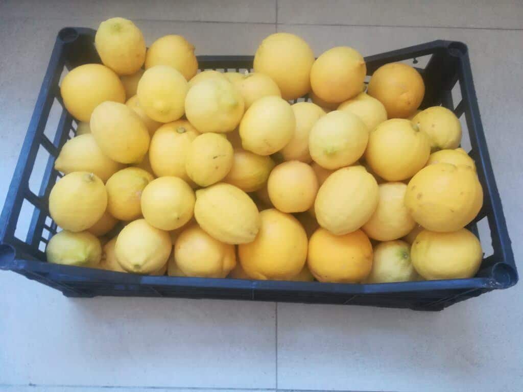 organic lemons from the backyard.